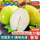 京地達新疆庫爾勒香梨子節日送禮凈重8斤單果115g+新鮮水果源頭直發(fā)包郵