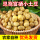 楚川恩施小土豆9斤正宗新鮮洋芋迷你黃心土豆湖北馬鈴薯蔬菜 9斤 小土豆(雞蛋左右大小)