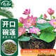 壽禾 碗蓮種子水培已開(kāi)口魚(yú)缸盆栽四季開(kāi)花植物 碗蓮種子30粒