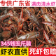 湖北潛江鮮活小龍蝦特大炮頭清水青蝦紅殼活蝦5斤裝【干凈免刷】 345中小5斤（一斤大概30）
