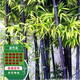 通沭竹子苗紫竹小苗青竹黃金竹苗觀(guān)賞植物/紫竹苗1公分粗3棵源頭直發(fā)