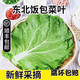 新鮮大白菜葉包飯葉蘸醬菜蔬菜東北飯包白菜葉新鮮現(xiàn)摘 飯包白菜葉10葉