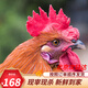 芮瑞 土雞農(nóng)家散養(yǎng)土雞雞肉新鮮笨雞柴雞公雞 凈重2斤