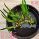 水菖蒲植物花卉水培微景觀陽臺(tái)龜缸水養(yǎng)盆栽盆景庭院綠植石菖蒲 根長(zhǎng)10厘米買二送三共5株 不含盆