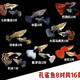 純種精品大孔雀魚觀賞魚熱帶魚母魚小型繁殖鳳尾孕淡水 【全家福】八種各一對8公8母