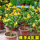 壹植佛手樹(shù)苗盆栽帶果金華佛手柑盆景可食用植物陽(yáng)臺庭院花卉綠植好養 佛手4年苗（當年結果 原土發(fā)貨） 40cm(含)-50cm(不含)