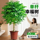 靜黛軒幸福樹(shù)單桿棒棒糖客廳盆栽大老樁平安樹(shù)室內落地四季常青真綠植 精品獨桿幸福樹(shù)60-80cm（原土盆） 送托盤(pán)