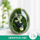封茗【生命之樹(shù)】生態(tài)瓶苔蘚微景觀(guān)青苔造景缸植物辦公室綠植桌面盆栽 【成品發(fā)貨】蛋殼系列C款+小雨傘