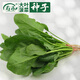 壽禾 大葉小葉菠菜種子大全波菜種蔬萊耐寒蔬菜四季播壽光秋冬季菜籽 紅根大葉菠菜種子 500g裝