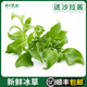 冰草新鮮蔬菜食用冰菜生吃蔬菜沙拉食材水晶冰菜新鮮 1000g