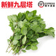曠古農(nóng)業(yè)【順豐】新鮮九層塔 金不換 九層塔葉 冬陰功食材香料調(diào)料 500g