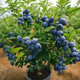 凝慧藍莓苗藍莓樹(shù)苗庭院花園南北方陽(yáng)臺盆栽地栽矮灌叢生果樹(shù)苗 奧尼爾藍莓苗 五年苗【結果飽滿(mǎn)】