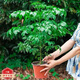 幸福樹綠植花卉小盆栽室內(nèi)客廳辦公室 一盆四顆幸福樹(原盆發(fā)貨) 幸福50-60厘米1顆(原盆發(fā)貨)