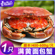 東上御品 滿(mǎn)黃面包蟹 鮮活熟凍原裝進(jìn)口大螃蟹特大海鮮水產(chǎn)年貨 【滿(mǎn)黃面包蟹】 400-600g *1只