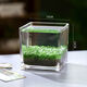 IXJSN居家diy創(chuàng  )意生態(tài)小魚(yú)缸玻璃花瓶透明水培植物盆栽水草四季微景觀(guān) 15*15方缸水草泥種子噴瓶