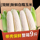 新鮮白糯玉米農(nóng)家自種牛奶甜糯玉米早餐代餐苞谷嫩玉米棒子蔬菜 9斤