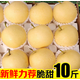 卉雙正宗河北皇冠梨10斤新鮮現(xiàn)摘水果脆甜多汁皮薄超脆甜無渣碭山梨整 皇冠梨  帶箱3斤