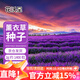 花沃里薰衣草種子1g約700粒*2包花卉種子家庭盆栽種籽陽(yáng)臺/庭院草籽