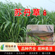 緒緣牧草種子四季多年生黑麥草魚(yú)草種子蘇丹草高丹草狼尾草草籽豬牛羊 蘇丹草種子一斤