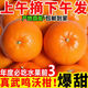 廣西武鳴沃柑5斤新鮮水果當(dāng)季現(xiàn)摘桔子整箱皇帝蜜柑橘砂糖包郵兒R 5斤【帶箱】 小果