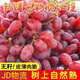 旋悅噥新疆克輪生馬奶紅提子新鮮水果吐魯番無(wú)籽無(wú)核葡萄 3斤