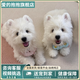 愛(ài)的抱抱純種西高地幼犬家養小型犬白色軟毛西高地白梗犬網(wǎng)紅寵物活體小狗 血統級 西高地 公