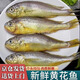 新鮮小黃花魚(yú)生鮮小黃魚(yú)當天海捕冷凍黃花魚(yú)海鮮水產(chǎn)深海魚(yú)燒烤 小黃花魚(yú)【三斤裝】