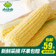 小湯山  【中國北京種業(yè)大會(huì )推薦】甜玉米 約600g 新鮮蔬菜當天采摘