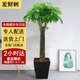 綠韻花田【兩小時達(dá)】發(fā)財樹金錢樹散尾葵天堂鳥大型室內(nèi)開業(yè)送禮好養(yǎng)綠植 單杠發(fā)財樹