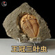 王冠三葉蟲(chóng)魚(yú)樹(shù)古生物化石原石天然考古標本客廳桌面創(chuàng  )意擺件飾品 wgc-隨機款實(shí)物非此圖發(fā)120元的