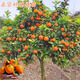 沙糖桔子樹(shù)苗砂糖橘子盆栽果樹(shù)愛(ài)媛水果南方北方種植柑橘果苗 金秋砂糖橘 4年苗【當(dāng)年結(jié)果】