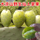 顏曼箐仙人掌果實(shí)新鮮水果現(xiàn)應(yīng)季仙桃大涼山瀘定梨果 5斤 甄選大果 2-3兩/個(gè)