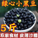 云南新鮮綠芯生小黑豆農家新貨黑豆子類(lèi)打豆漿發(fā)芽黑小豆五谷雜糧 綠心黑豆2斤