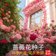 茗花潭四季播薔薇花種子爬藤月季玫瑰開花不斷爬墻庭院花卉盆栽植物花籽 混色薔薇花種子500粒+肥