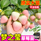 大菜鄉夢(mèng)之瑩草莓苗秧原土原盆包對版四季陽(yáng)臺小院盆栽易種易活草莓大苗 【原土原盆】夢(mèng)之瑩草莓苗2盆+1包肥
