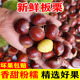 新鮮丹東大板栗生栗子現摘新貨糖炒油栗毛板栗仁錐板栗子蔬菜生鮮 5斤 中果