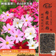 壽禾 格?；ǚN子精品波斯菊矮桿四季花卉籽 矮韻格?；ǚN子(矮稈)半斤