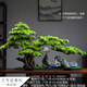 樸記仿真高端大型迎客松擺件客廳輕奢綠植盆景造景室內(nèi)玄關(guān)假松樹盆栽 大美葉大號迎客松（一帆風順）