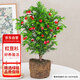 花行榜 南方紅豆杉樹(shù)苗盆栽耐寒曼地亞綠植 30-40cm高/不含盆源頭直發(fā)