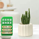 京云夢(mèng)萬(wàn)重山仙人掌盆栽花卉綠植室內(nèi)辦公水盆多肉植物+蛋糕盆源頭直發(fā)