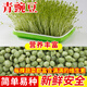 種菜記 芽苗菜種子紙上種菜無(wú)土栽培蘿卜空心菜豌豆松柳盆栽蔬菜籽四季 青豌豆500克