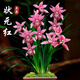 劉閣蘭花蘭花苗盆栽夏帶花苞發(fā)貨名貴花卉 金秋歲月四季開(kāi)花綠植室內香蘭 狀元紅3苗連體 帶盆土肥