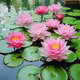 池塘睡蓮花魚(yú)缸睡蓮根塊帶芽四季盆栽水培植物庭院大小睡蓮花種苗 精品 大睡蓮【5個(gè)】粉色