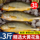 大黃花魚(yú)新鮮冷凍生鮮水產(chǎn)魚(yú)類(lèi)黃魚(yú)鲞大黃魚(yú)整箱 450-550g/條*3條