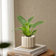 愛(ài)優(yōu)尚綠蘿盆栽植物ins風(fēng)桌面小綠植辦公室內豎紋源頭直發(fā)