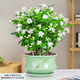 景郁春 JIRYUCUR 茉莉花盆栽帶花苞 濃香型花卉植物桌 青瓷盆 源頭直發(fā)