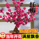 濃香型四季梅花盆栽老樁臘梅紅梅盆景樹苗室內外花卉庭院耐旱植物 紅梅10年大苗 不帶盆
