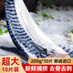 鮮拔頭籌挪威青花魚 鯖魚鮐鲅魚馬鮫魚片深海魚類 海魚海鮮燒烤 超大獨立裝【200g/片*10片】