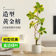 嘆為觀止 大型盆栽 單桿辮子發(fā)財樹天堂鳥綠蘿散尾葵辦公室內(nèi)開業(yè)喬遷禮品 造型黃金榕1.6-1.8米【保齡球盆】 含盆