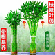大海邊 帶根轉(zhuǎn)運(yùn)竹水養(yǎng)富貴竹節(jié)節(jié)高發(fā)財(cái)吸甲醛水培植物客廳招財(cái)綠盆栽 105cm轉(zhuǎn)運(yùn)彎竹10棵+5燈籠